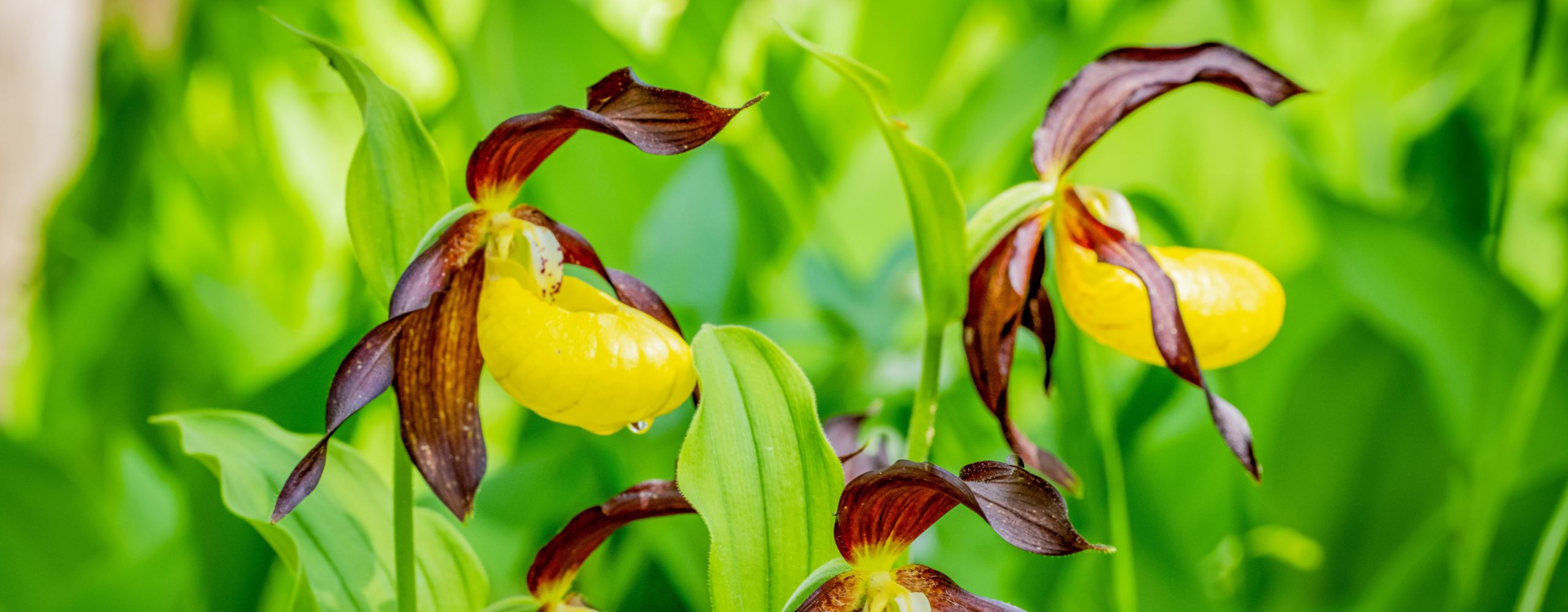 Slipper flower on sale