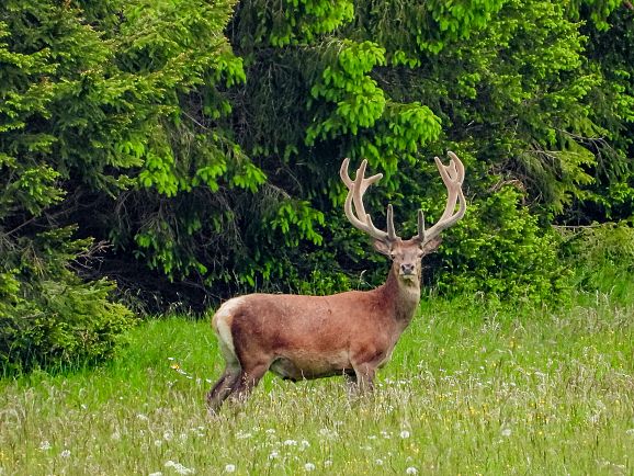 Summer in Lechtal landscapes and nature red deer