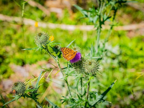 Summer in Lech Valley landscapes and nature emperor cloak butterfly